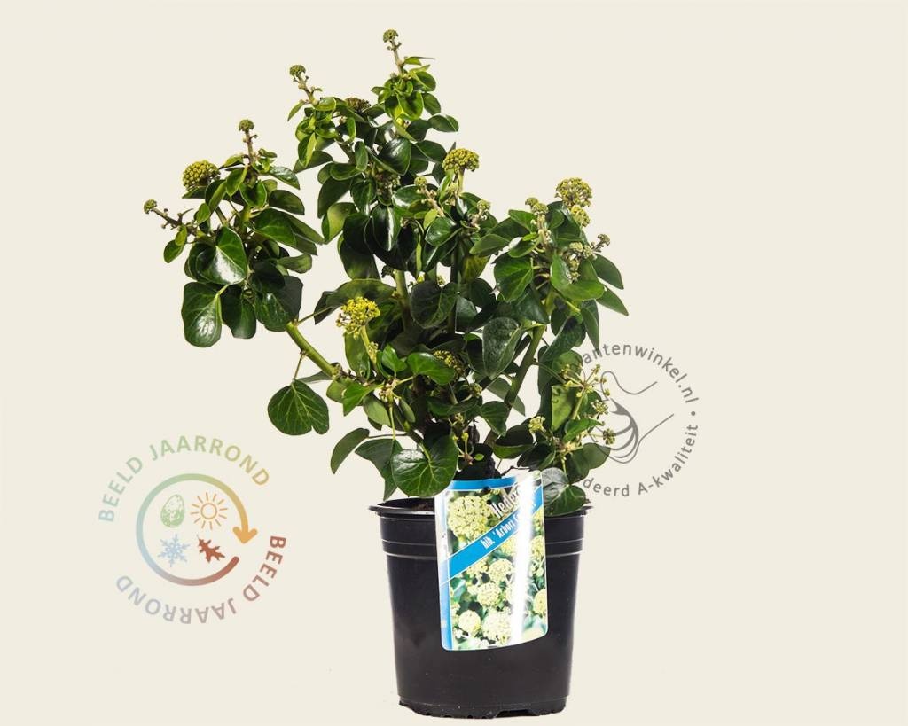 Hedera helix 'Arbori Compact' kopen | Struikklimop