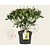 Skimmia japonica 'Fragrant Cloud'