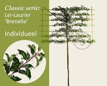 Prunus lusitanica brenelia leiboom - Rek 200x130 cm image