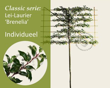 Prunus lusitanica brenelia leiboom - Rek 200x130 cm