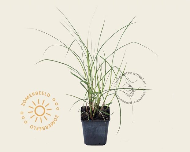 Miscanthus sinensis 'Kleine Silberspinne'