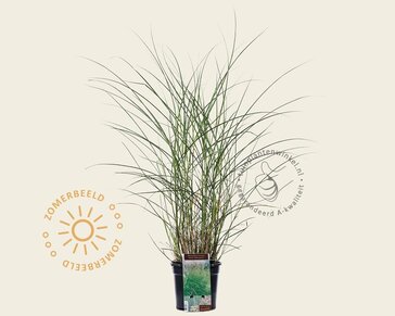 Miscanthus sinensis 'Kleine Silberspinne'