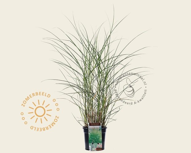 Miscanthus sinensis 'Kleine Silberspinne'