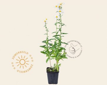 Kalimeris incisa 'Alba'