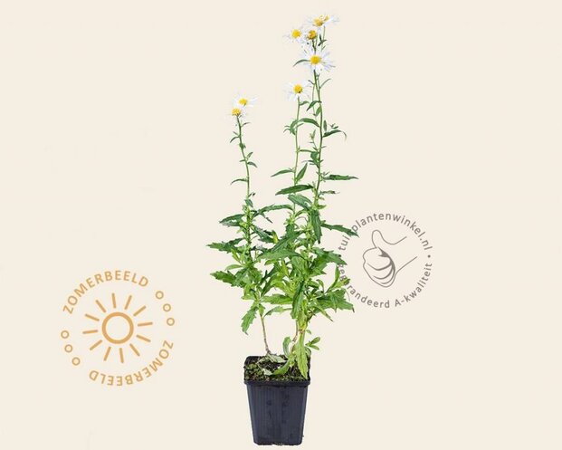 Kalimeris incisa 'Alba'