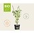 Ocimum basilicum 'Magic White' Puur