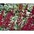 Astilbe arendsii 'Fanal'