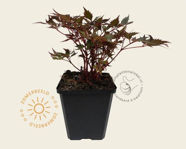 Astilbe arendsii 'Fanal'