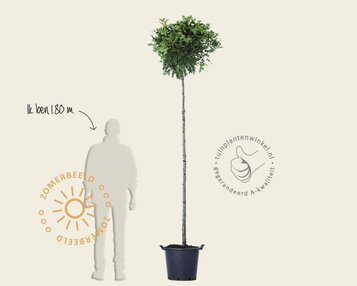 Quercus palustris 'Green Dwarf' - 200 cm stam image