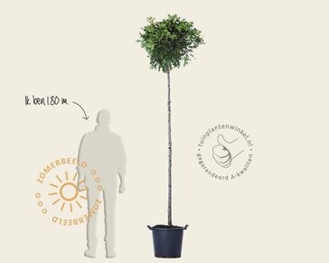 Quercus palustris 'Green Dwarf' - 200 cm stam