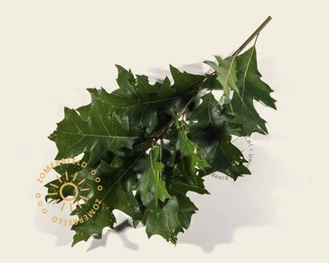 Quercus palustris 'Green Dwarf' - 200 cm stam