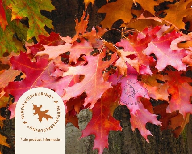 Quercus palustris 'Green Dwarf' - 200 cm stam