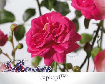 Rosa 'Topkapi Palace' image