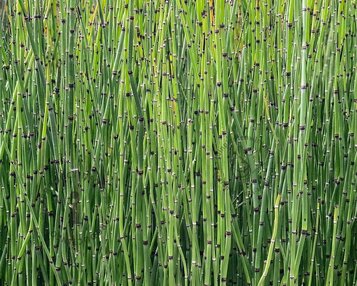 Equisetum japonicum image