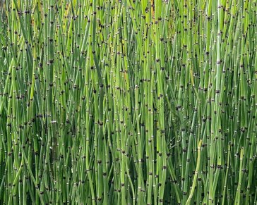 Equisetum japonicum