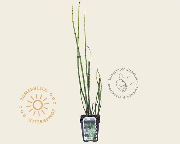 Equisetum japonicum