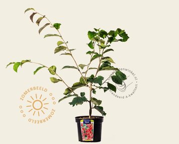 Hamamelis x intermedia 'Diane' image