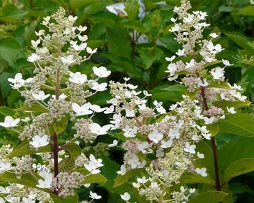 Hydrangea paniculata 'Kyushu' - XL