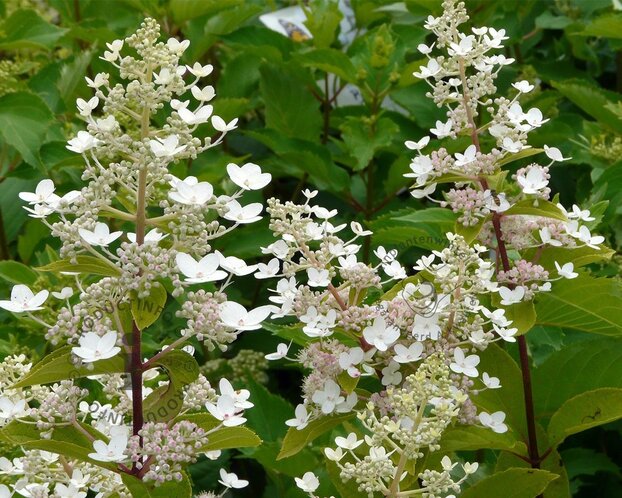 Hydrangea paniculata 'Kyushu' - XL