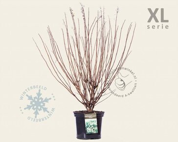 Hydrangea paniculata 'Kyushu' - XL