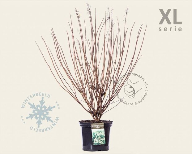 Hydrangea paniculata 'Kyushu' - XL