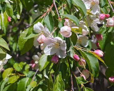 Malus 'Red Jade'