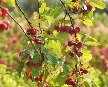 Malus 'Red Jade'