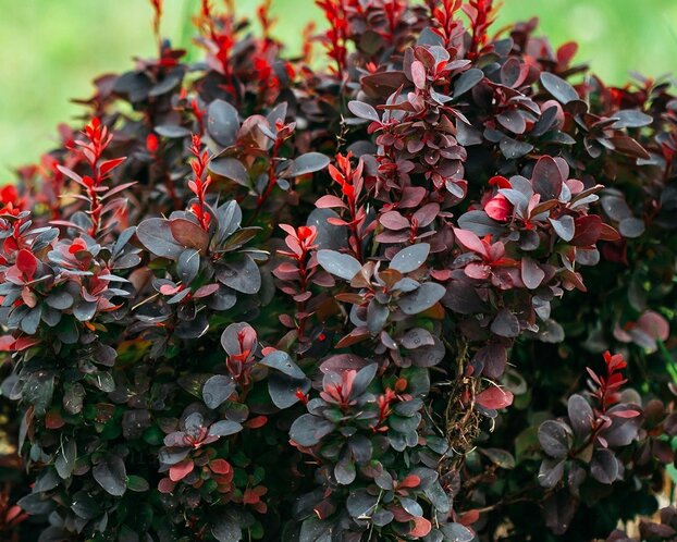 Berberis thunbergii 'Bagatelle'
