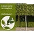 Carpinus betulus leiboom - Rek 200x130 cm