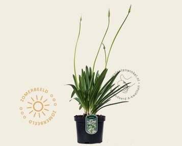 Agapanthus africanus 'Leicester' image