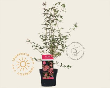 Acer palmatum 'Taylor' image
