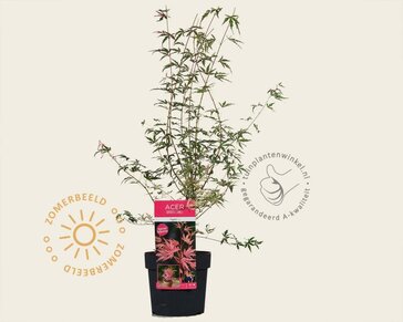 Acer palmatum 'Taylor'