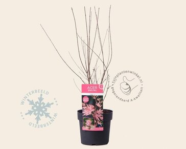 Acer palmatum 'Taylor'