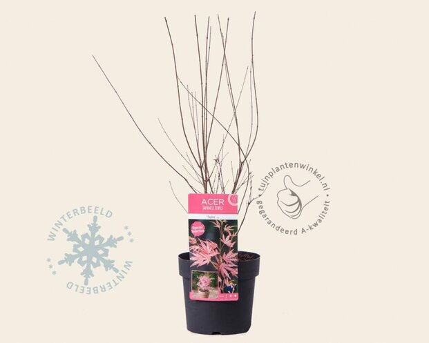 Acer palmatum 'Taylor'