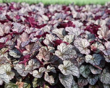 Heuchera 'Silver Scrolls'