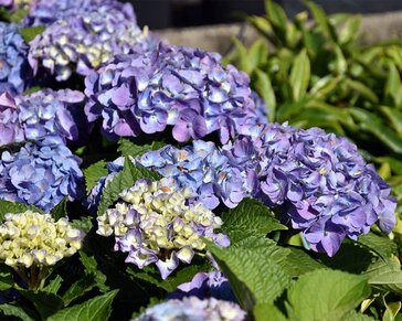 Hydrangea macrophylla 'Forever & Ever' (Blauw)