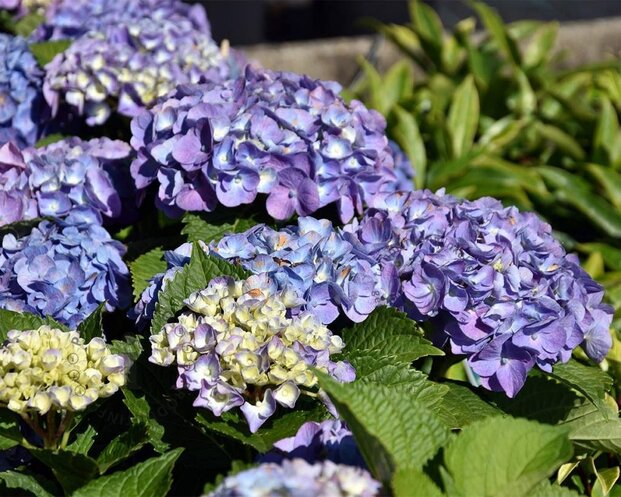 Hydrangea macrophylla 'Forever & Ever' (Blauw)