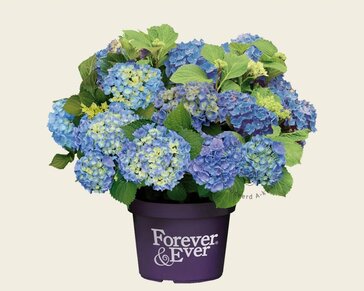Hydrangea macrophylla 'Forever & Ever' (Blauw)