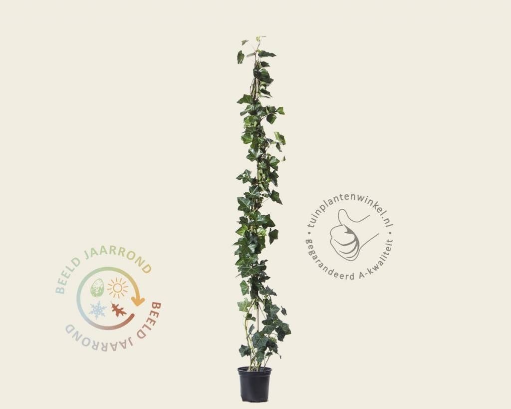 Hedera hibernica 80/100 kopen | Gewone klimop