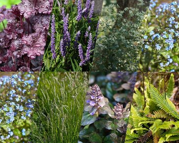 Borderpakket Caerulea schaduw-halfschaduw - (pakket 05)