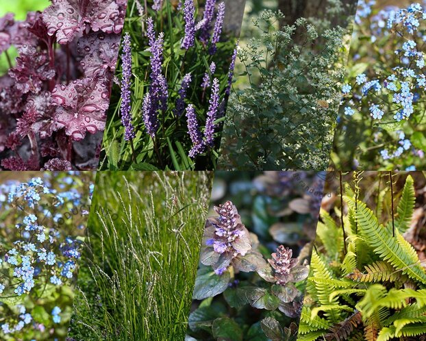 Borderpakket Caerulea schaduw-halfschaduw - (pakket 05)