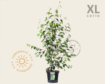 Betula utilis 'Doorenbos' struik - XL image