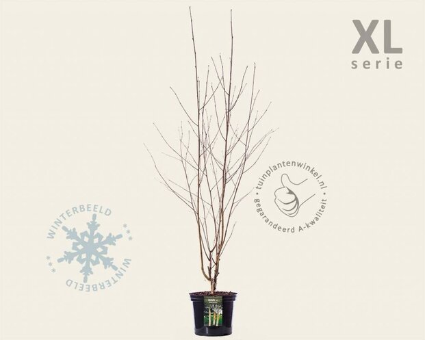 Betula utilis 'Doorenbos' struik - XL