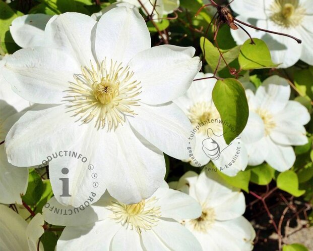 Clematis patens 'Guernsey Cream'