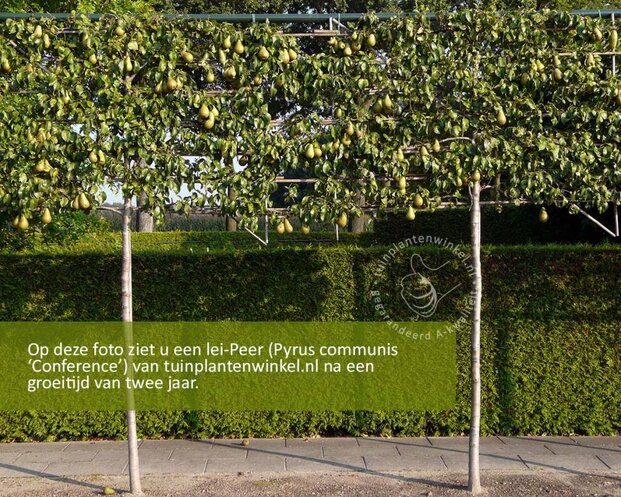 Lei-Peer 'Conference' - Classic - pakket 4 stuks + EXTRA'S!