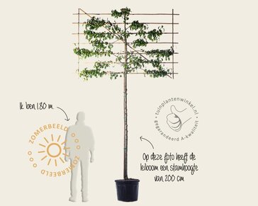 Lei-Peer 'Conference' - Classic - pakket 4 stuks + EXTRA'S!