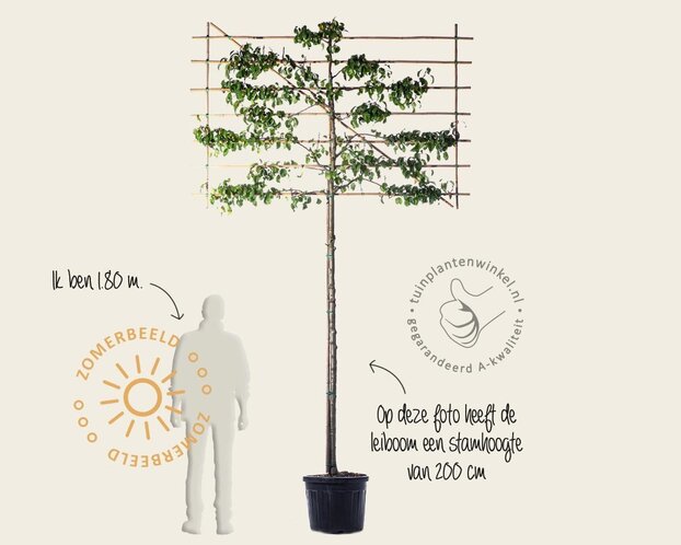 Lei-Peer 'Conference' - Classic - pakket 4 stuks + EXTRA'S!