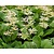 Rodgersia aesculifolia