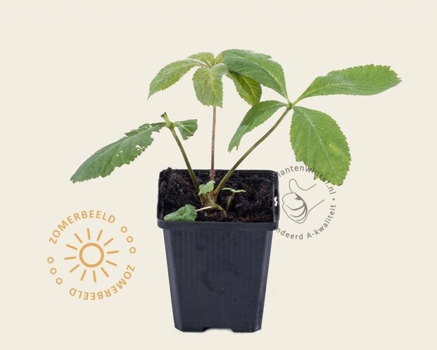 Rodgersia aesculifolia