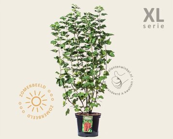 Ribes rubrum 'Jonkheer van Tets' - XL image